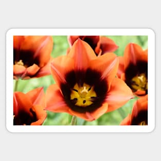 Tulipa 'Slawa' Triumph Tulip Sticker